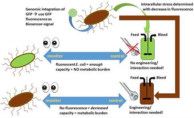 The Rocky Road From Fed-Batch to Continuous Processing With E. coli